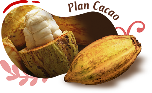 Plan Cacao